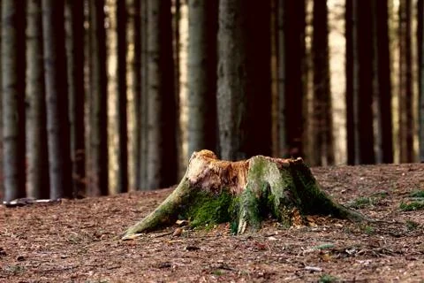 Old tree stump in the forest Stock Photos