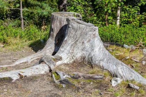 Old tree stump in a forest Stock Photos
