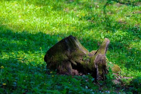 An old tree stump in the forest Stock Photos