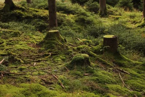 Old Tree Stump in Forest Stock Photos