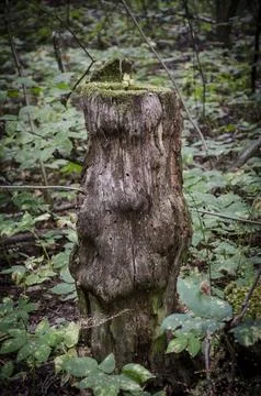 Old tree stump in the forest. Shallow depth of field. Stock Photos