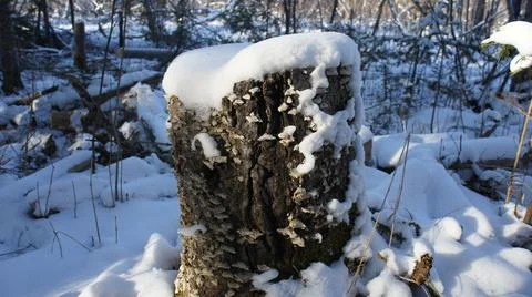Old tree stump in the forest, snow cap on a tree stump, winter Stock Photos