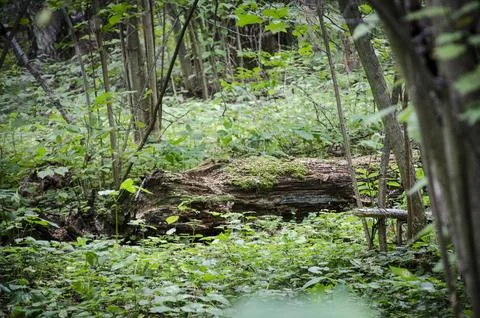 Old tree stump in the forest in springtime. Toned. Stock Photos