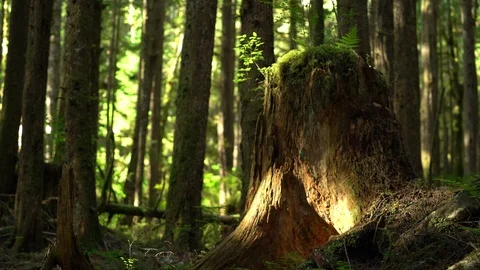 Old tree stump in the forest on a sunny day Stock Footage 97599008