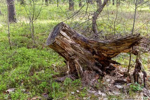 Old Tree Stump in Forest Underbrush Stock Photos
