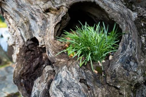 Old tree stump with green grass growing from the inside Stock Photos
