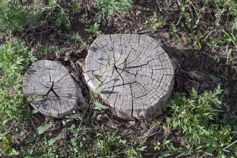 Old tree stump on the ground. Stock Photos