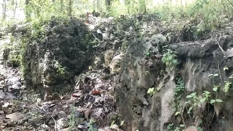 Old Tree Stump in a Lush Forest Stock Footage 329918517