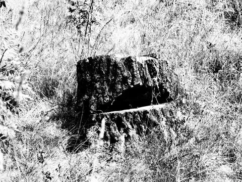 Old tree stump in the middle of the forest. Black and white photo. Stock Photos
