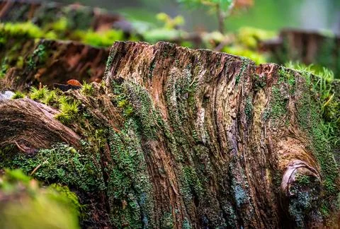 Old Tree Stump with Moss Close Up Forest Texture Nature Detail Stock Photos