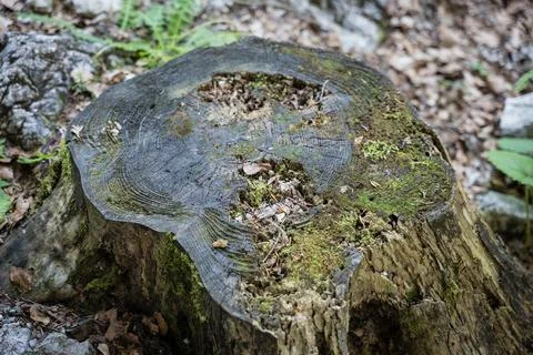 Old tree stump with moss in forest close-up Stock Photos