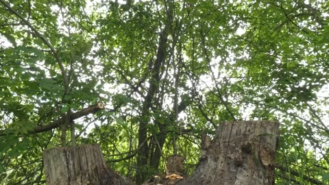 Old tree stump with moss in green forest tilting Stock Footage 329898165