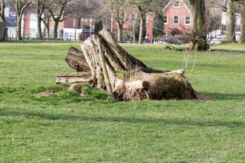 Old tree stump from an oak tree in a field Stock Photos