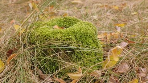Old tree stump overgrown with moss surrounded by autumn leaves. Stock Footage 164124179