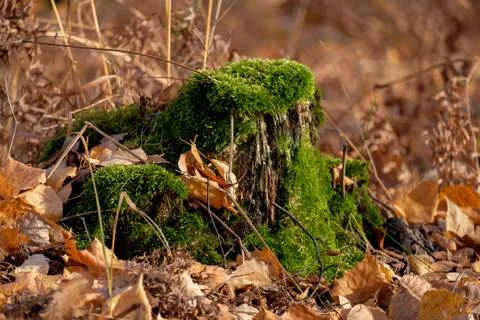The old tree stump is overgrown with moss. Autumn leaves around Stock Photos