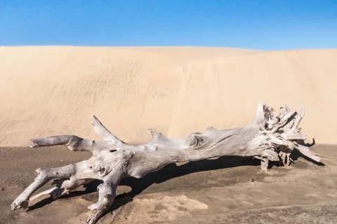 Old tree stump Stock Photos