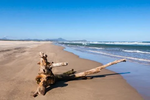 Old tree stump Stock Photos