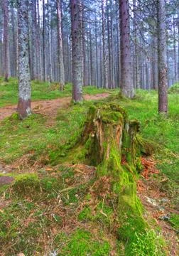 Old tree stump 스톡 사진