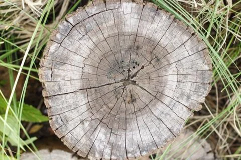 Old tree stump Foto stock