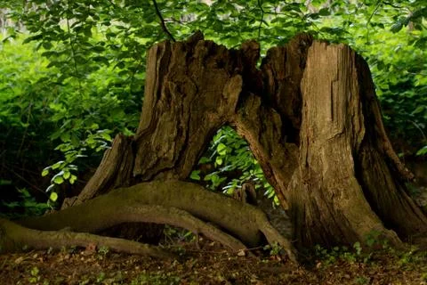 Old Tree Stump Stock Photos