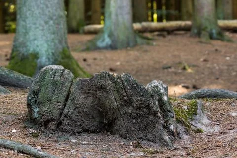 Old tree stump Stock Photos