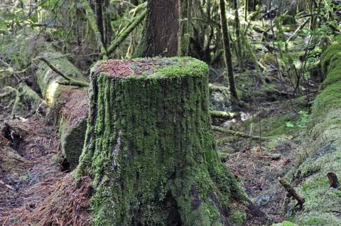 Old tree stump Stock Photos