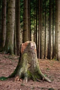 Old tree stump Stock Photos
