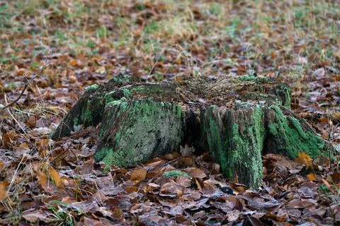Old tree stump Stock Photos