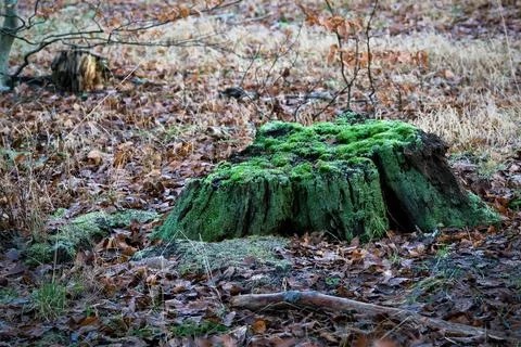 Old tree stump Stock Photos