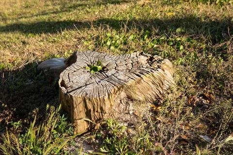 Old Tree Stump Foto stock