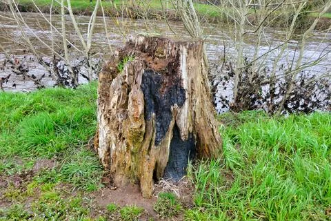 Old Tree Stump. Stock Photos