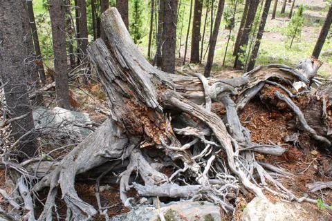 Old tree stump 写真素材