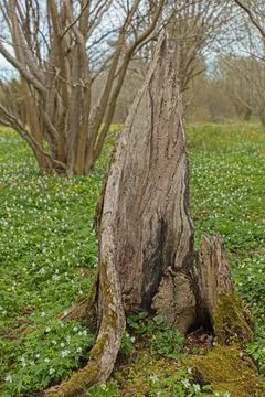 Old tree stump. Stock Photos