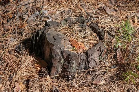 Old Tree Stump in a Pine Forest Stock Photos