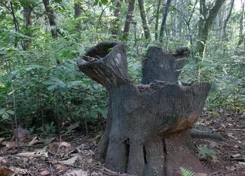Old Tree Stump on a Quiet and Humid Tropical Forest Floor Stock Photos