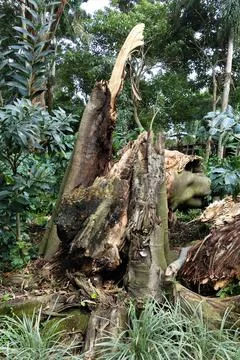 An old tree stump in the rainforest Stock Photos