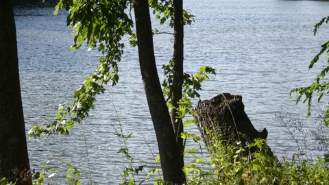 Old tree stump on rippling lake shore Stock Footage 339366129