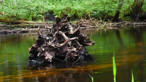 Old tree stump in river water with forest background Stock Footage 328788172