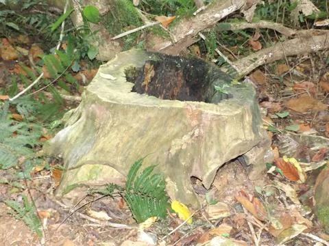 Old Tree stump rotting Stock Photos