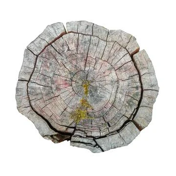 Old tree stump slice isolate top view Stock Photos