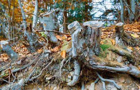 Old tree stump sprinkled with fallen leaves in the autumn forest Foto stock