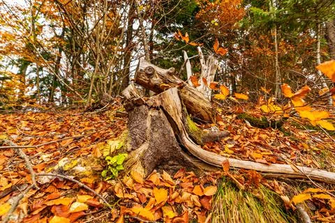 Old tree stump sprinkled with fallen leaves in the autumn forest Foto stock