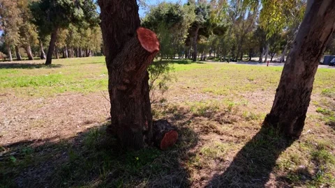Old Tree Stump Sprouting Fresh Branches in the Park Stock Footage 304686304