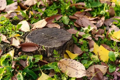 Old tree stump surrounded by autumn leaves in green grass Stockfoto's