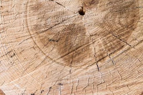 Old tree stump texture background. Stock Photos