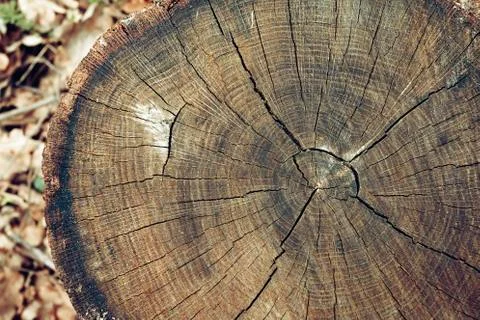 Old tree stump texture background. Stock Photos