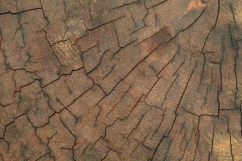 Old tree stump texture background.. Stock Photos