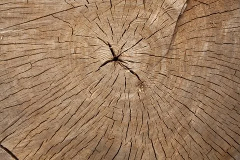 Old tree stump texture background Foto stock