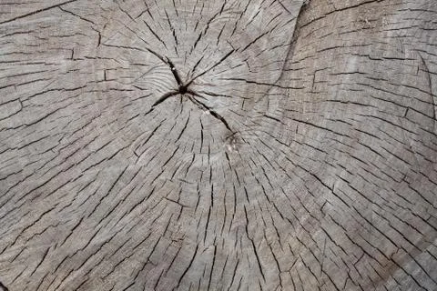 Old tree stump texture background Foto stock