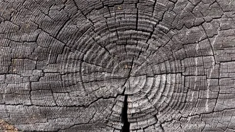 Old tree stump texture background Stock Photos